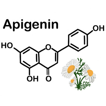 アピゲニンは体内で何をしますか?